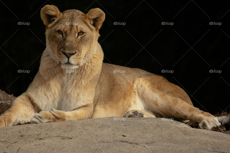 Lioness posing