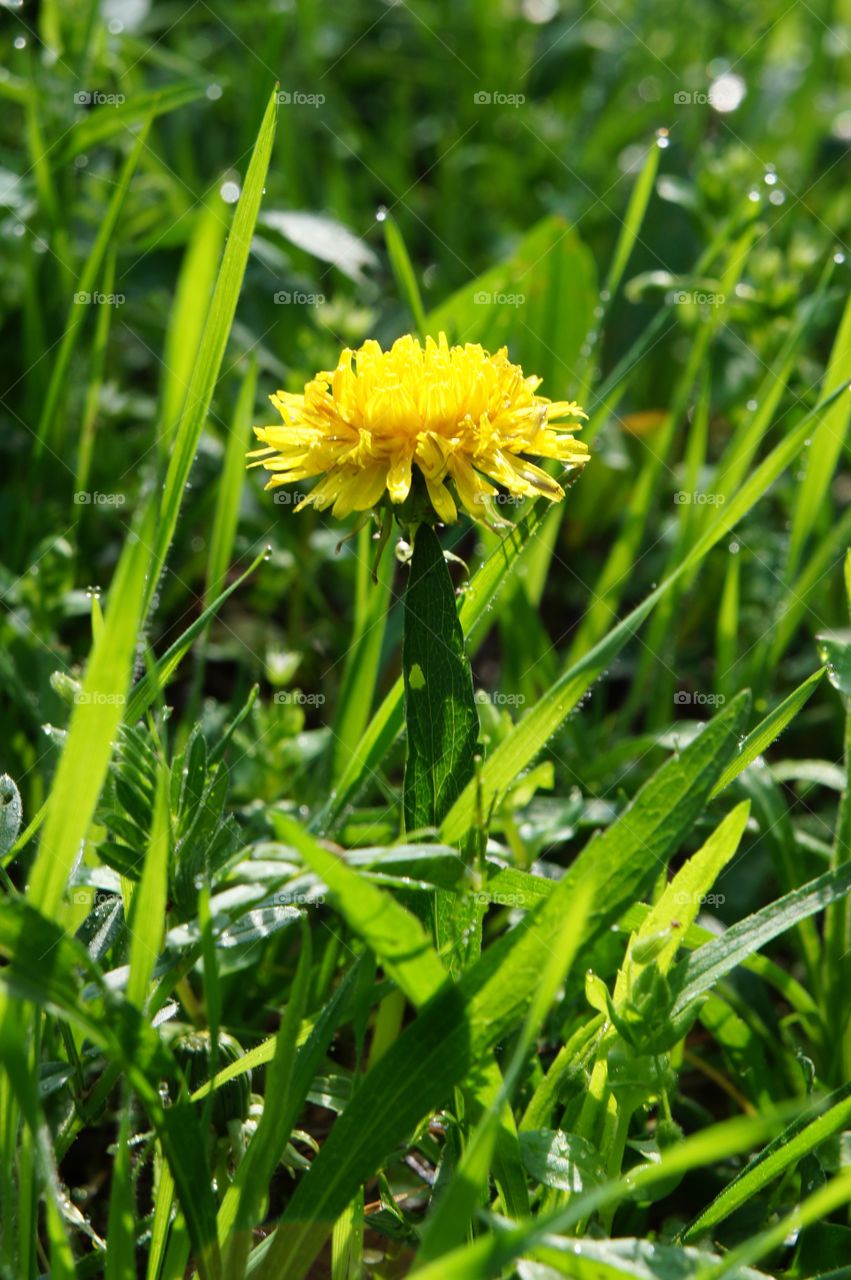 Yellow dandelion blooming on grass