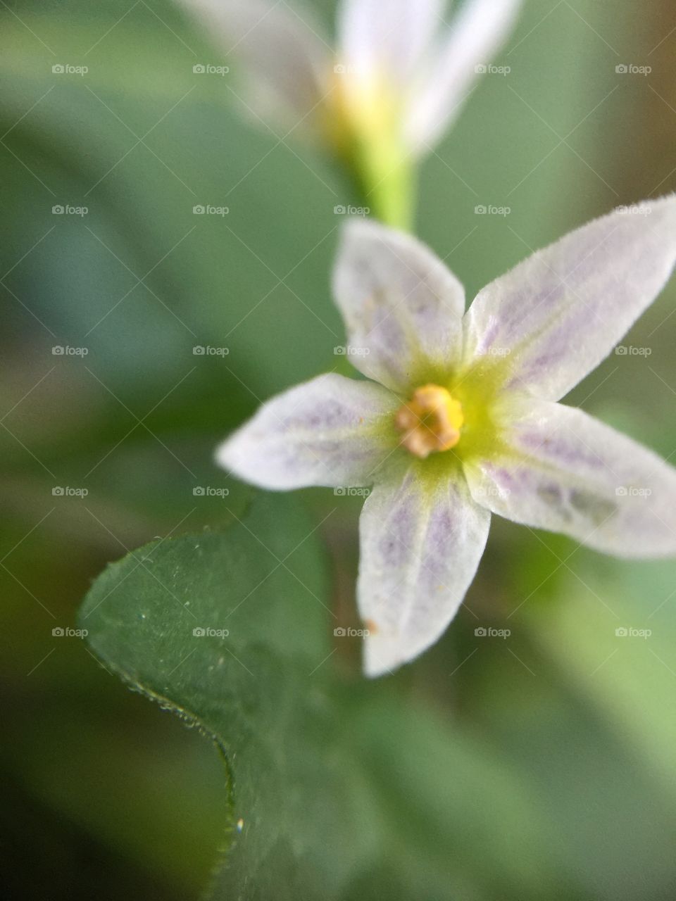Macro wildflower