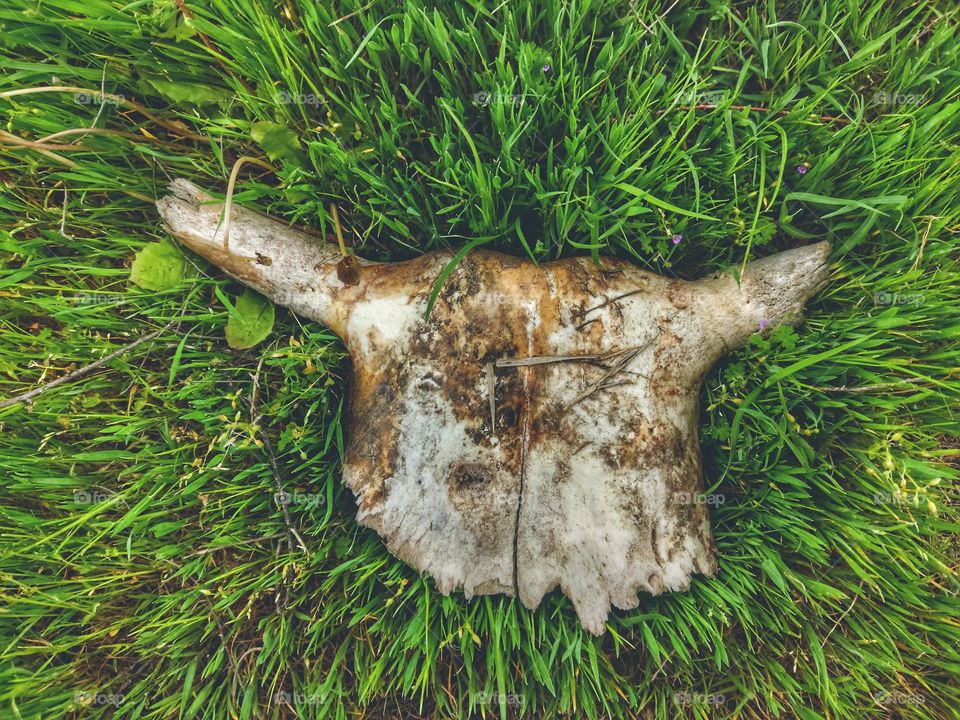 part of a cow's skull with broken horns lies on the grass