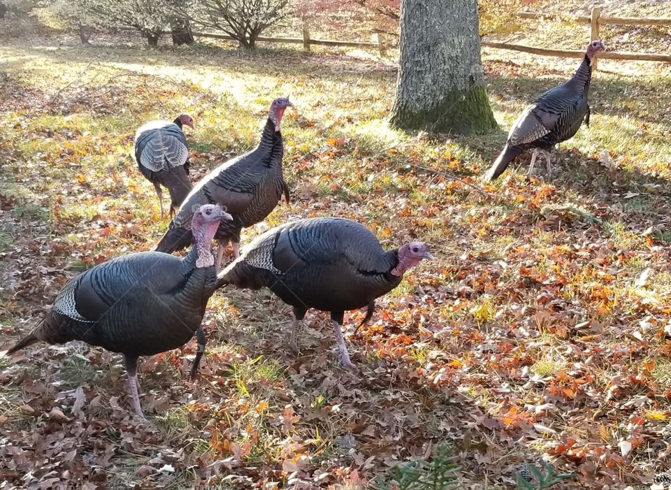 Wild turkeys enjoying a post-Thanksgiving celebration on a sunny afternoon in the crisp Autumn air on Cape Cod