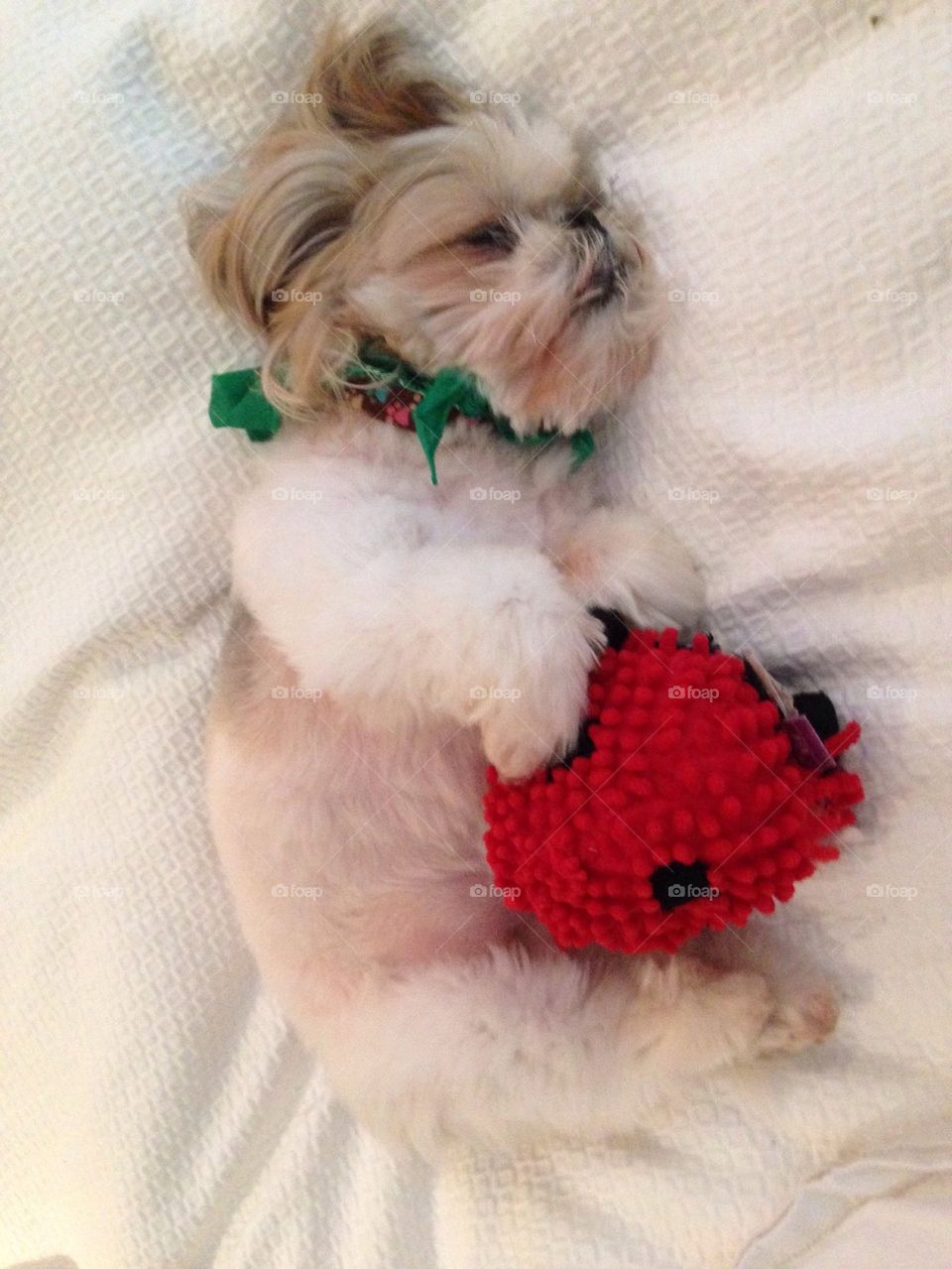 A shih tzu named Mishu