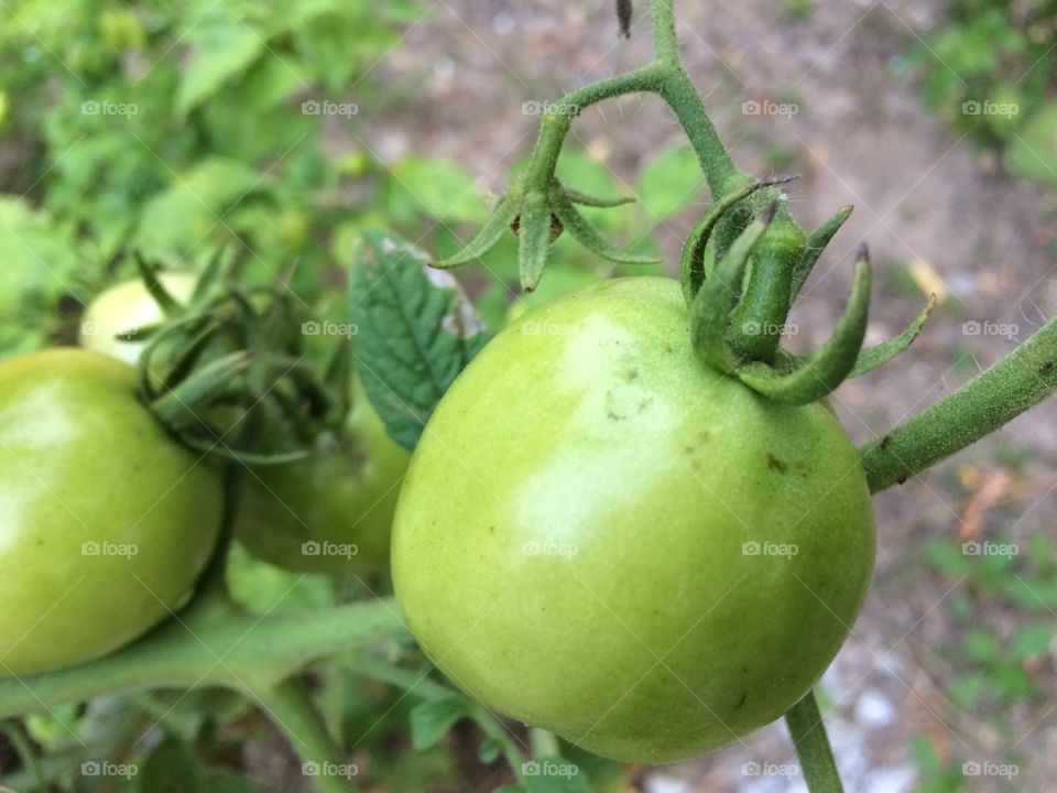 A green tomato 🍅