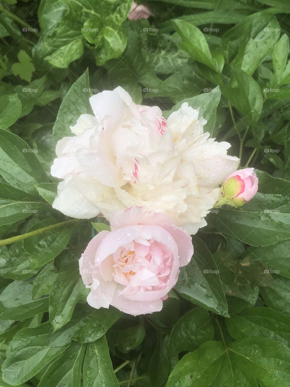 Rainy peony. 