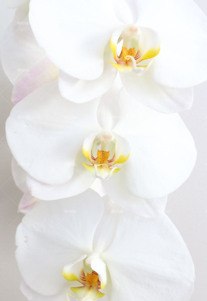 Orchids 