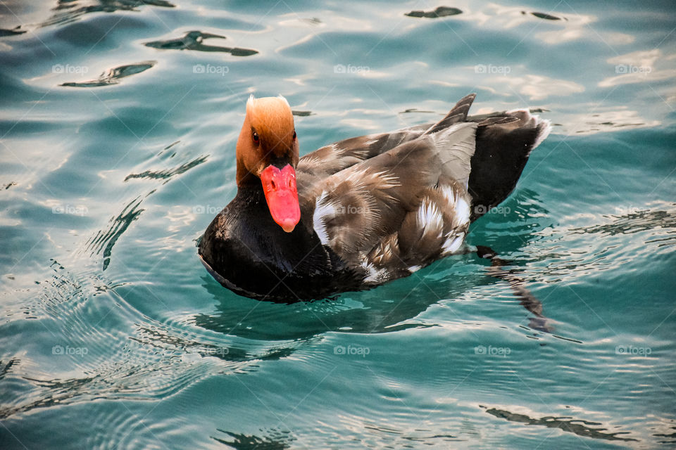 Peschiera gardasee lake gardalake italy duck 