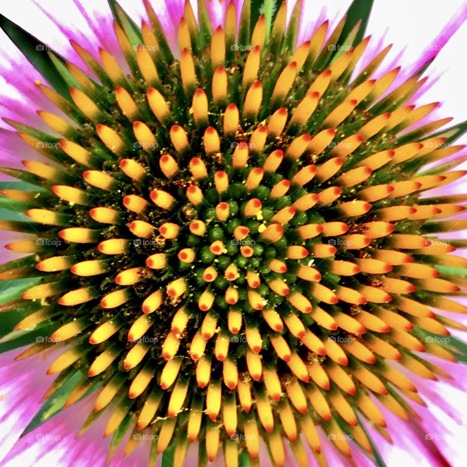 Cone Flower Quills 