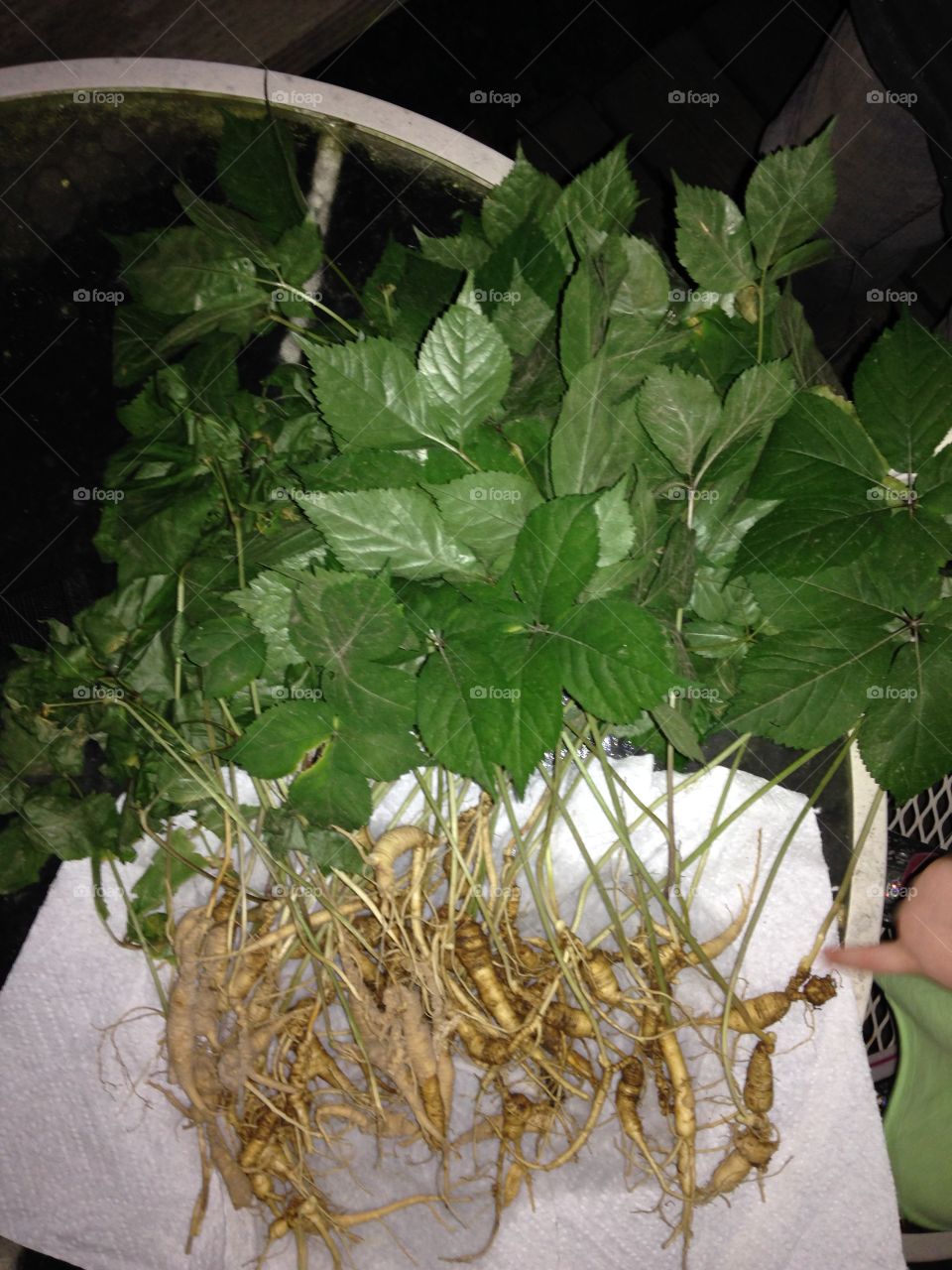 Ginseng harvest fall 2015. Ginseng harvested mature plants from 2015 fall season