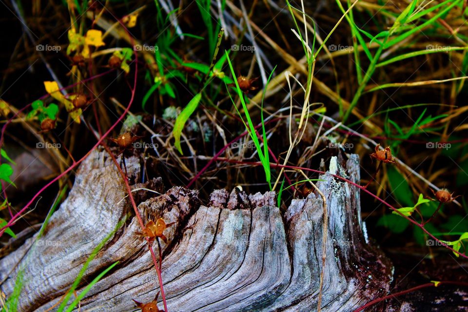 Tree stump in the forest