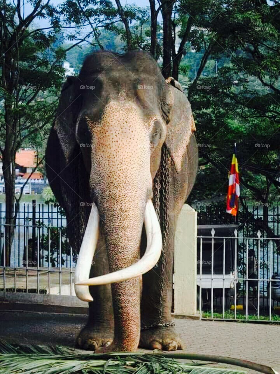 Elephant