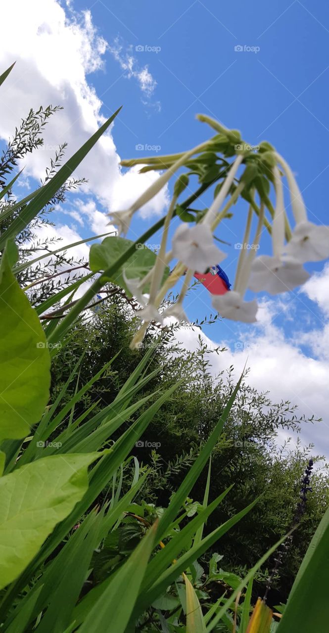 tobaco flowers