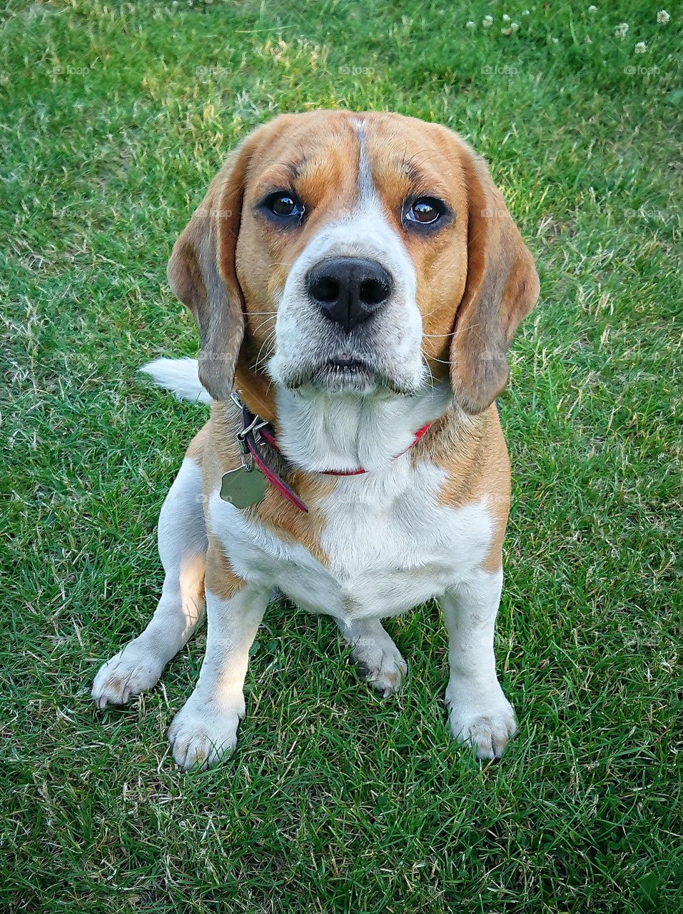 Beagle dog