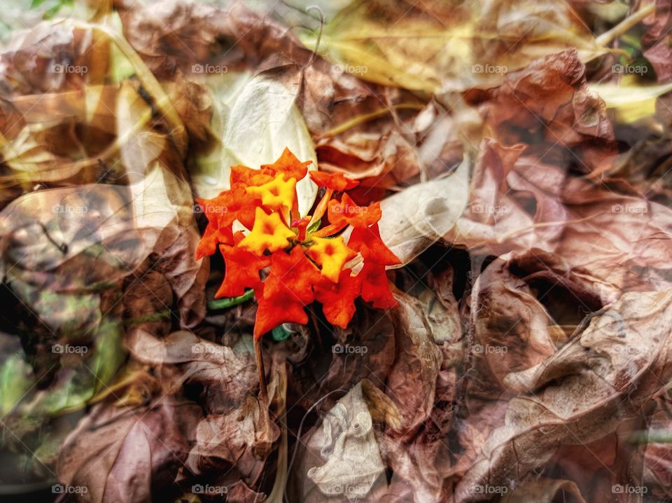Colorful flower among the dry leaves