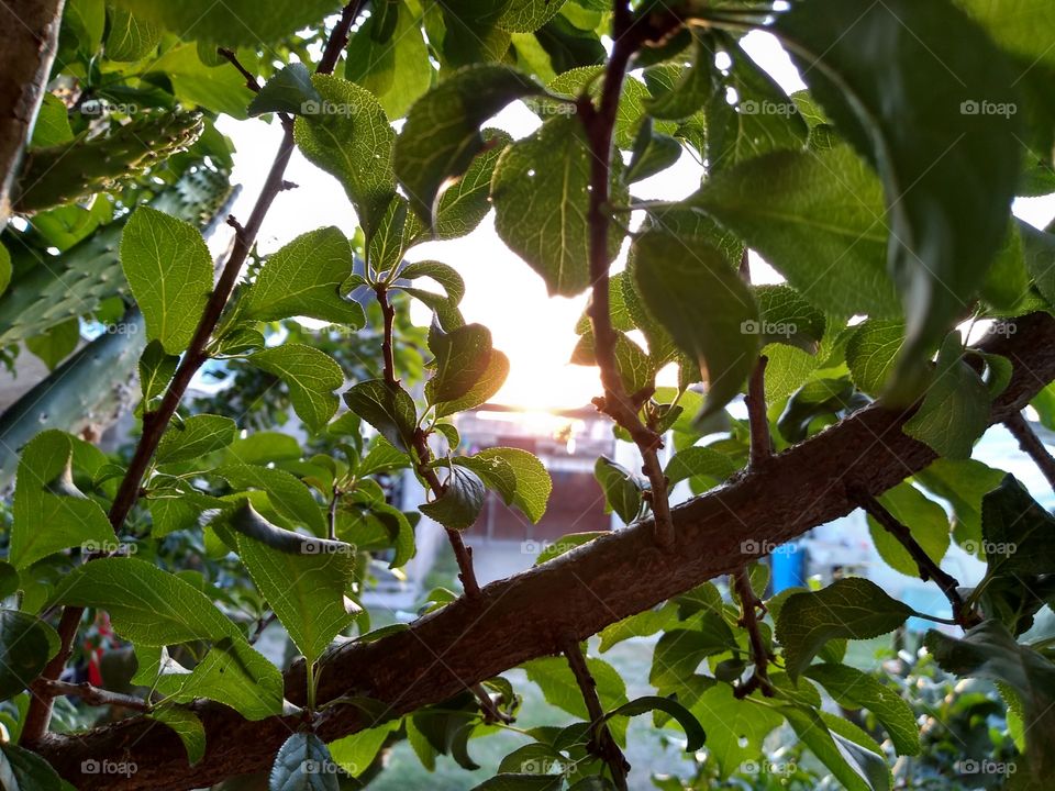 sol detrás del arbol