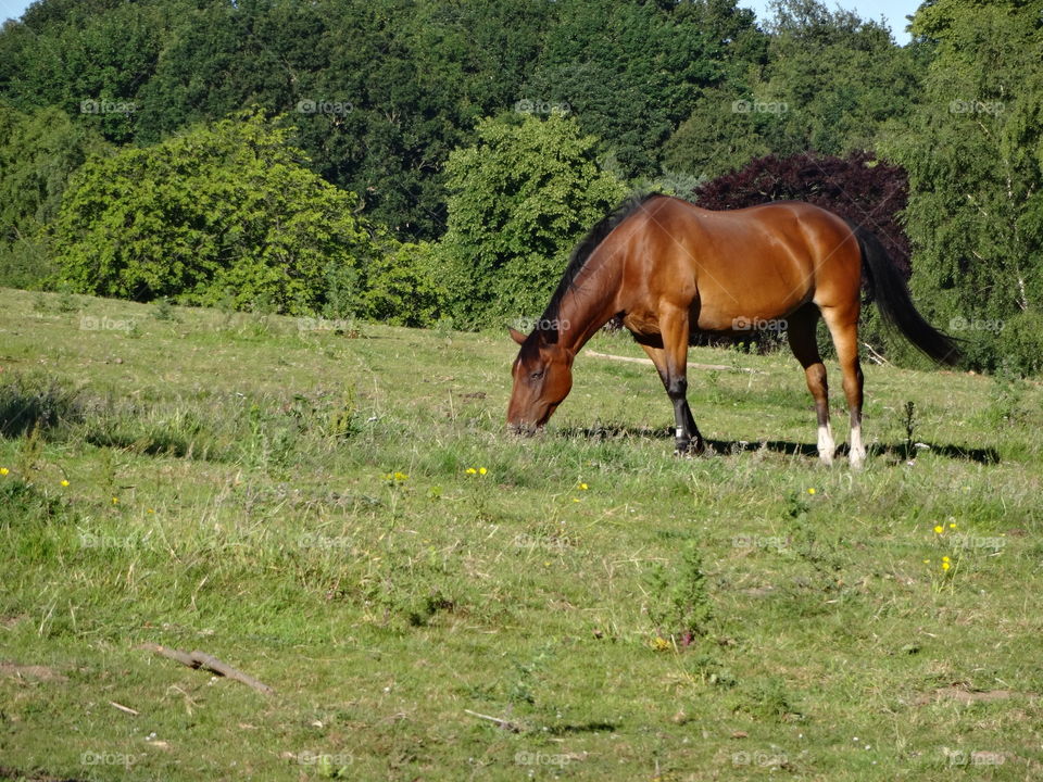 brown horse