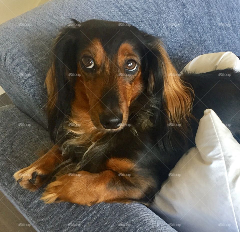 Dachshund. 