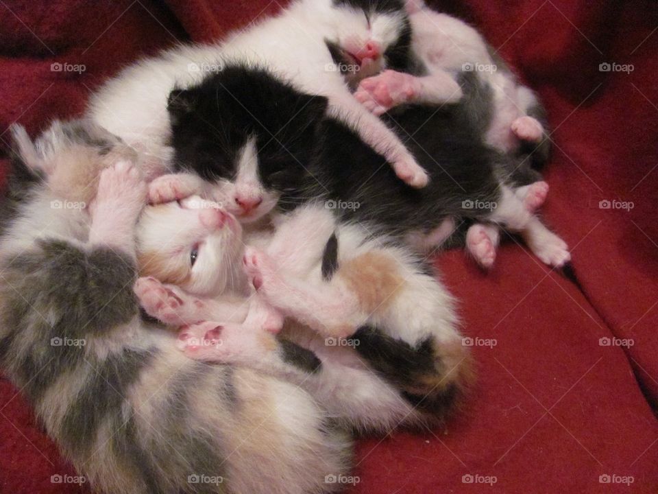 Pile of Sleeping Kittens