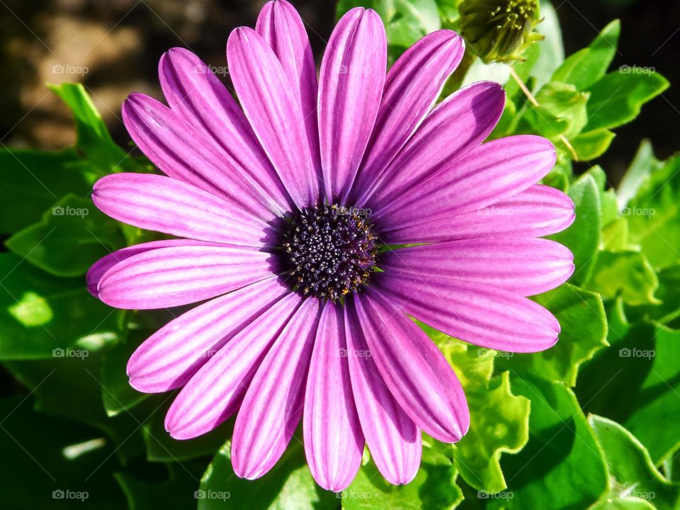 Purple Flower in garden