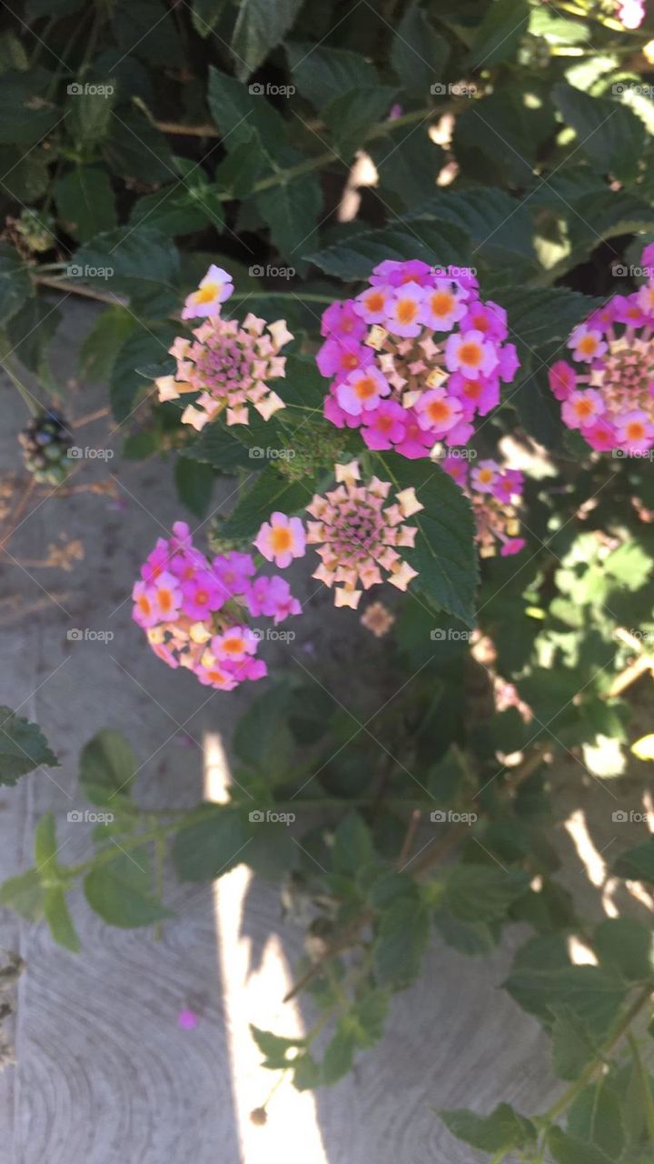 Flowers