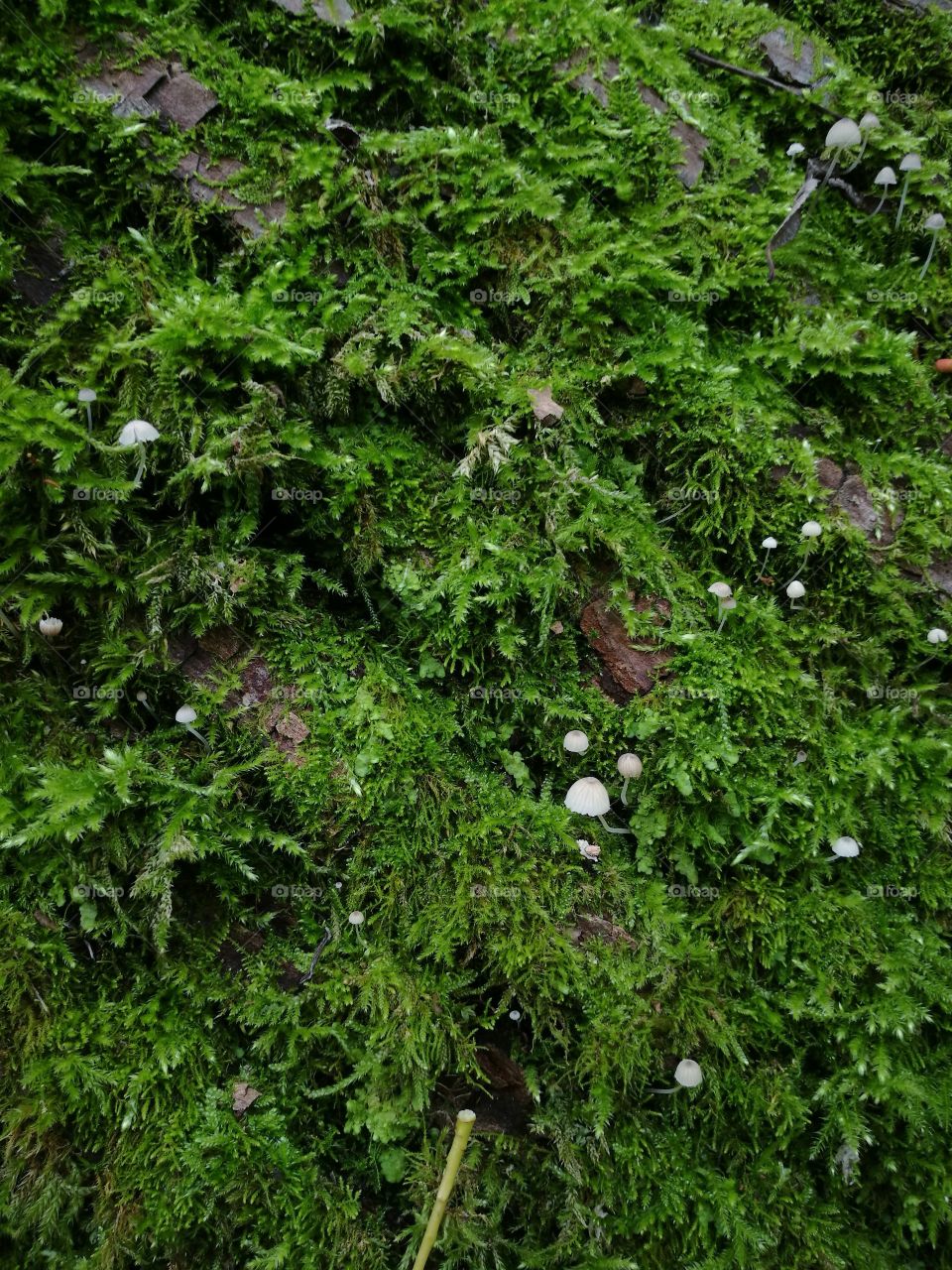 Dense living green moss covered tree trunk with small white mushrooms