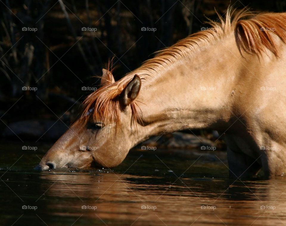 Wild Horse Drinking in River