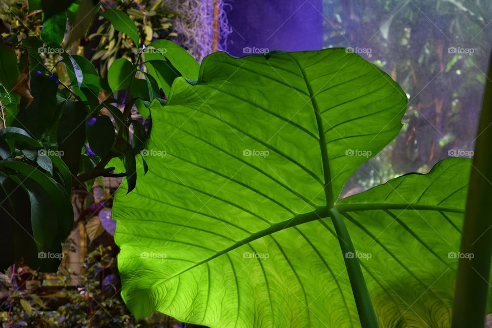 Big leaf