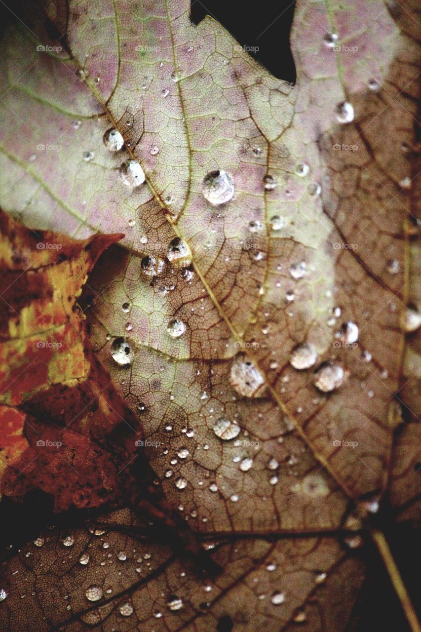 Rain drops