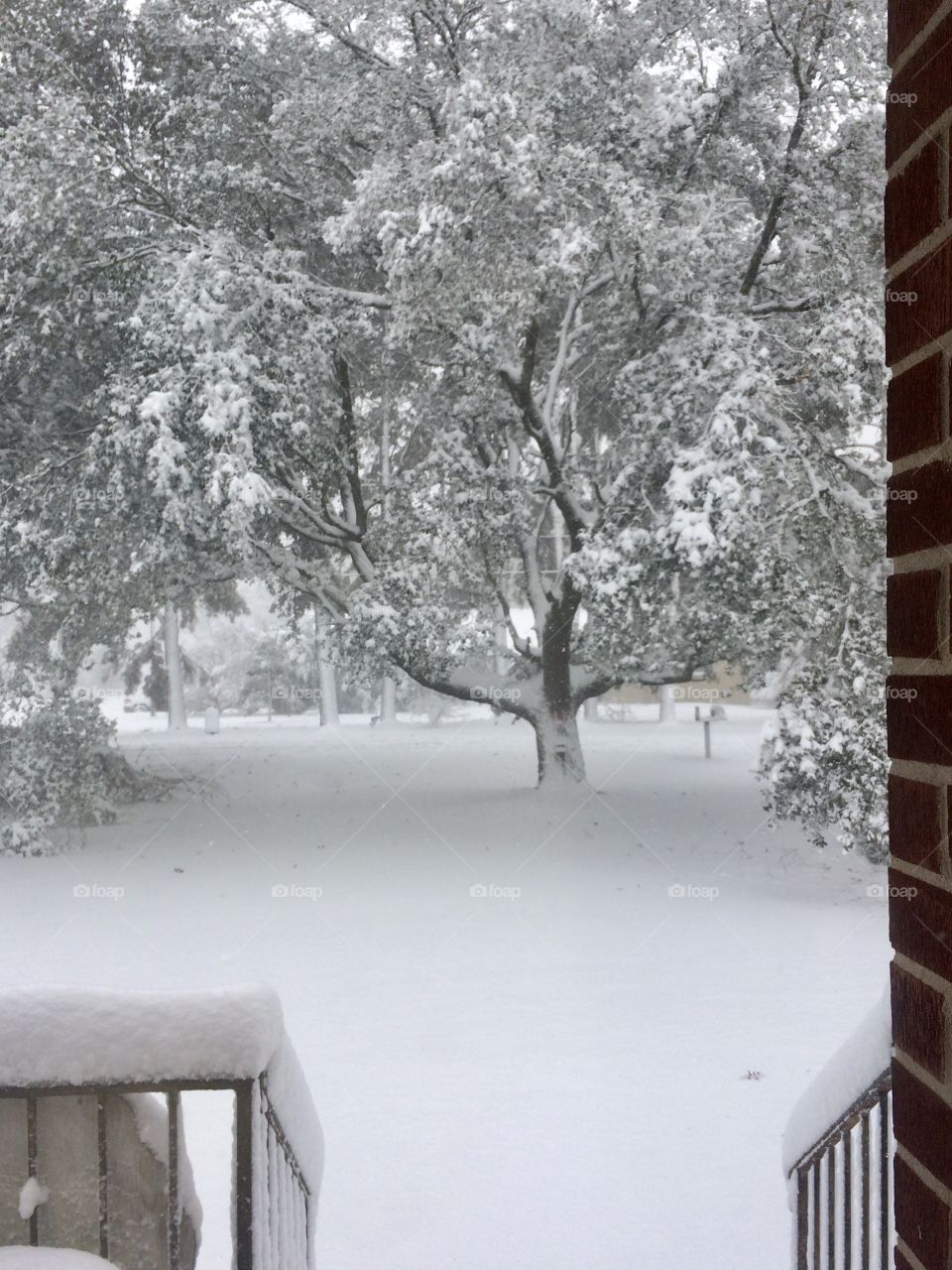 Tree covered in snow. Snowy View from porch. 