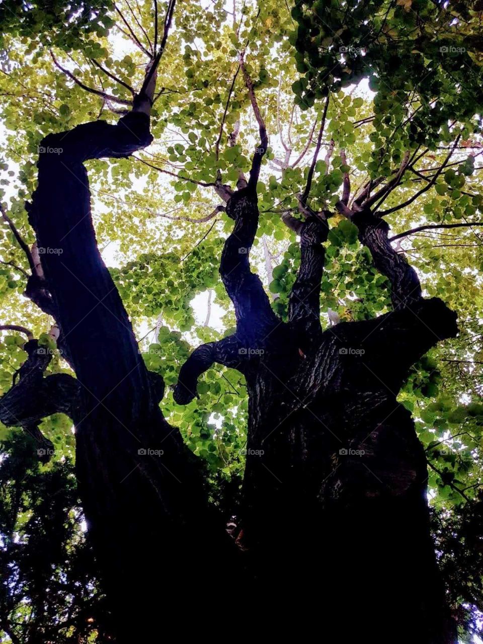 Amazing tree in the park