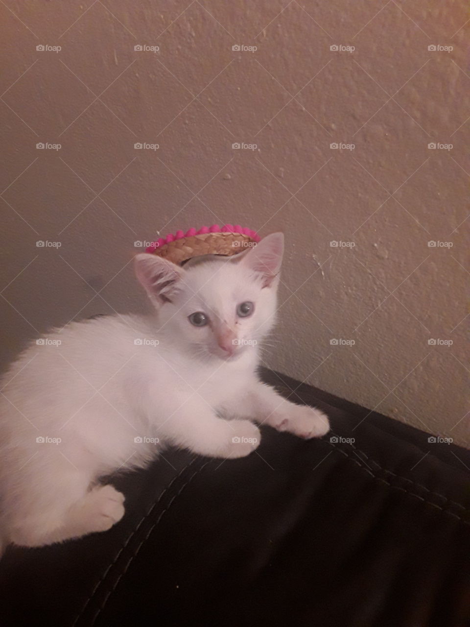 what's more fun than a kitten wearing a sombrero