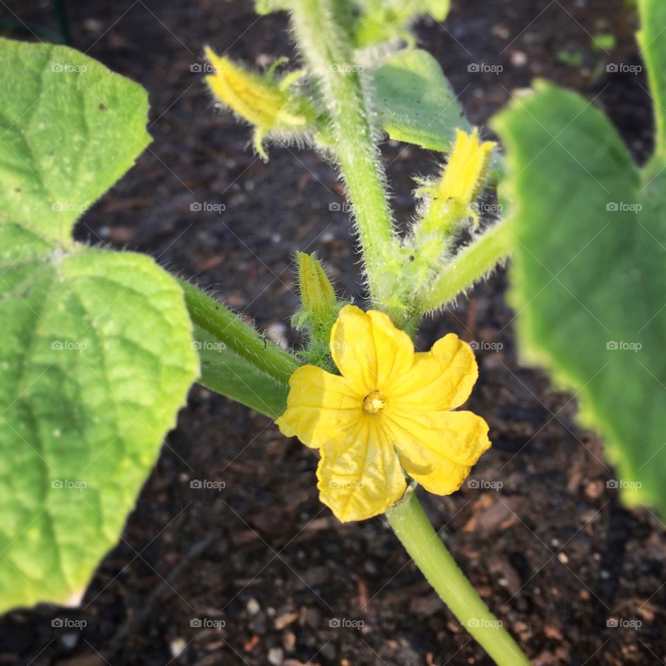 Cucumber Plant Flower