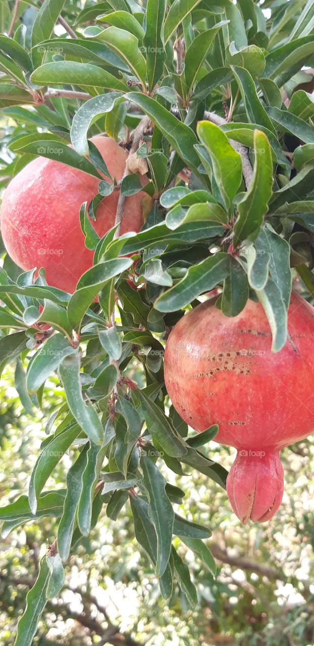 fruit