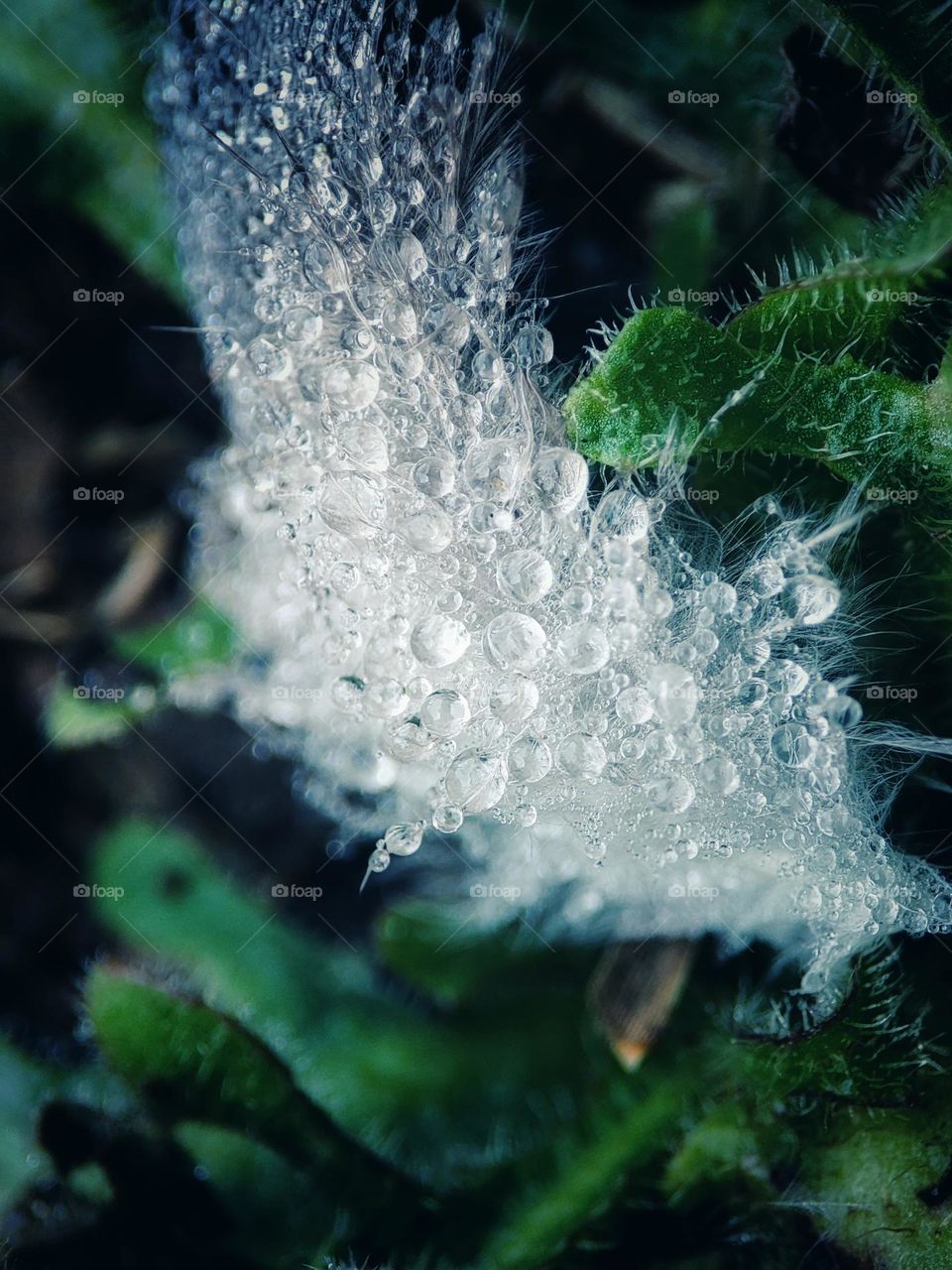 Dew droplets on feather
