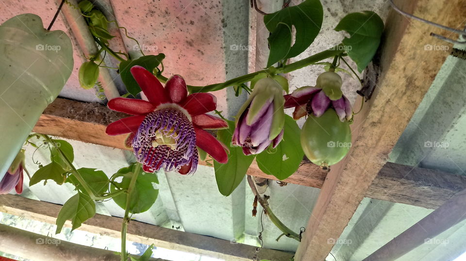 PLANTA MARACUJÁ FRUTA