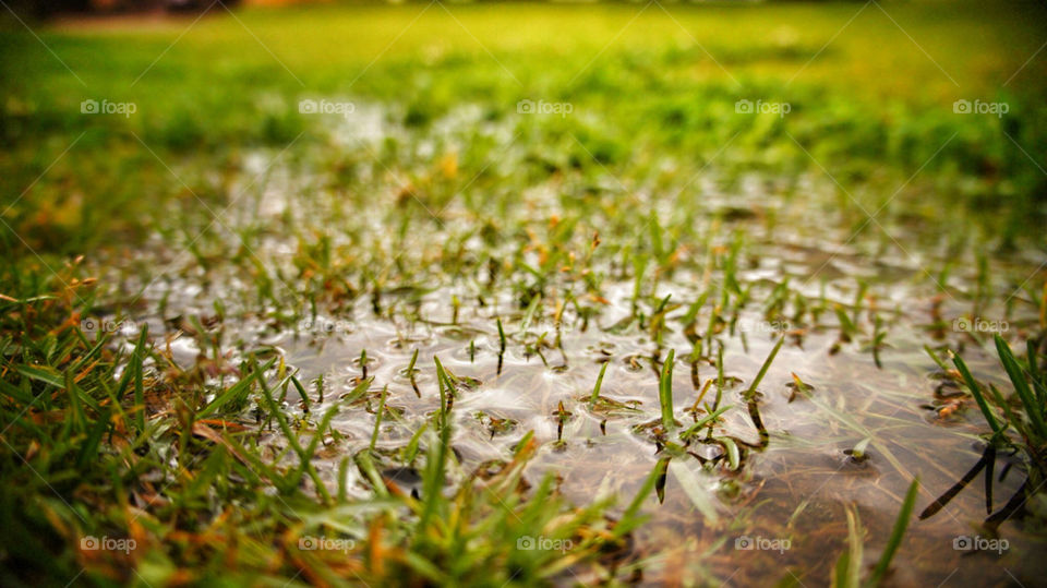 grass rain puddle by eliasks