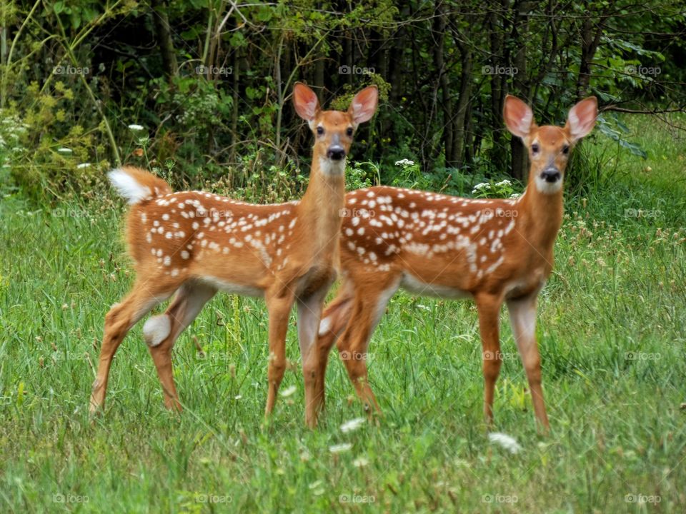 fawns