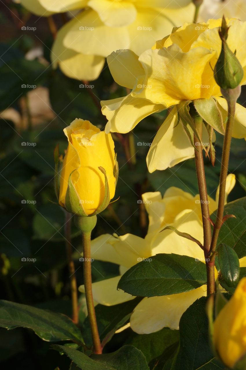 Yellow roses at dusk