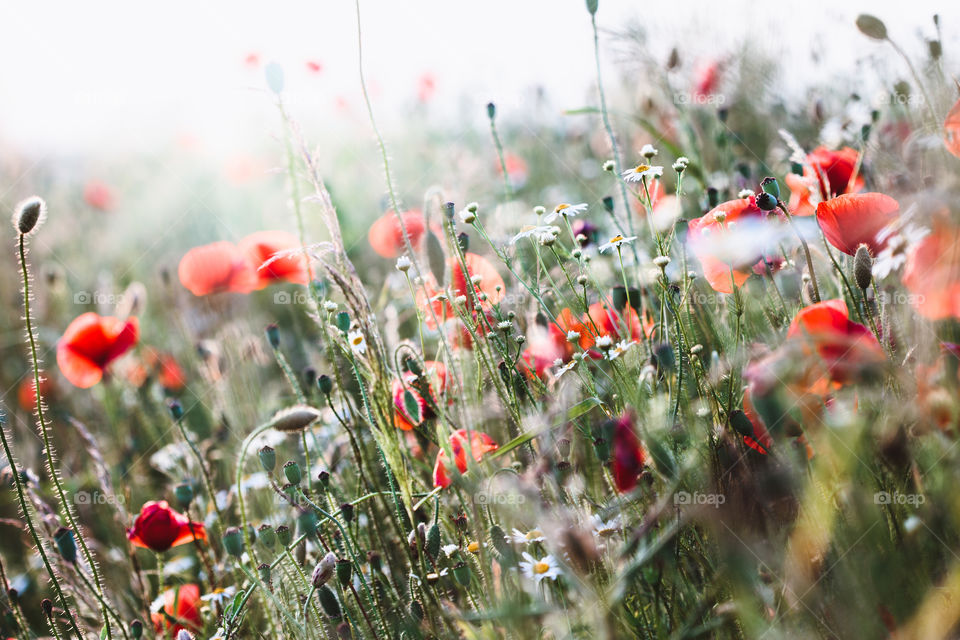 Poppies flowers and other plants in the field. Flowery meadow flooded by sunlight in the summer