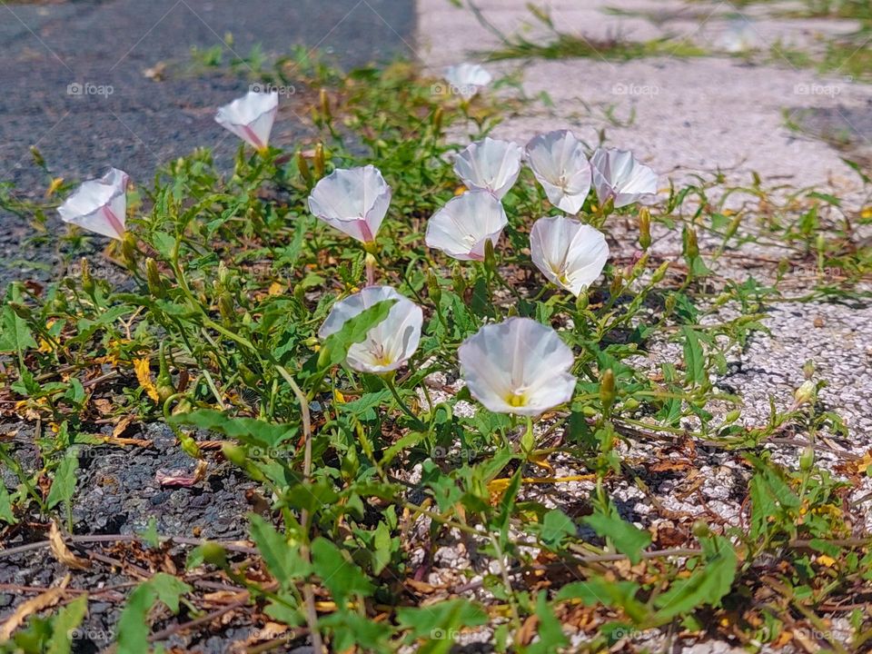 Field Bindweed (Convolvulus arvensis)
A cosmopolitan weed that tolerant all types of soil.  It is very durable even when trampled,  so it can be found in the middle of the busy road like in this photo