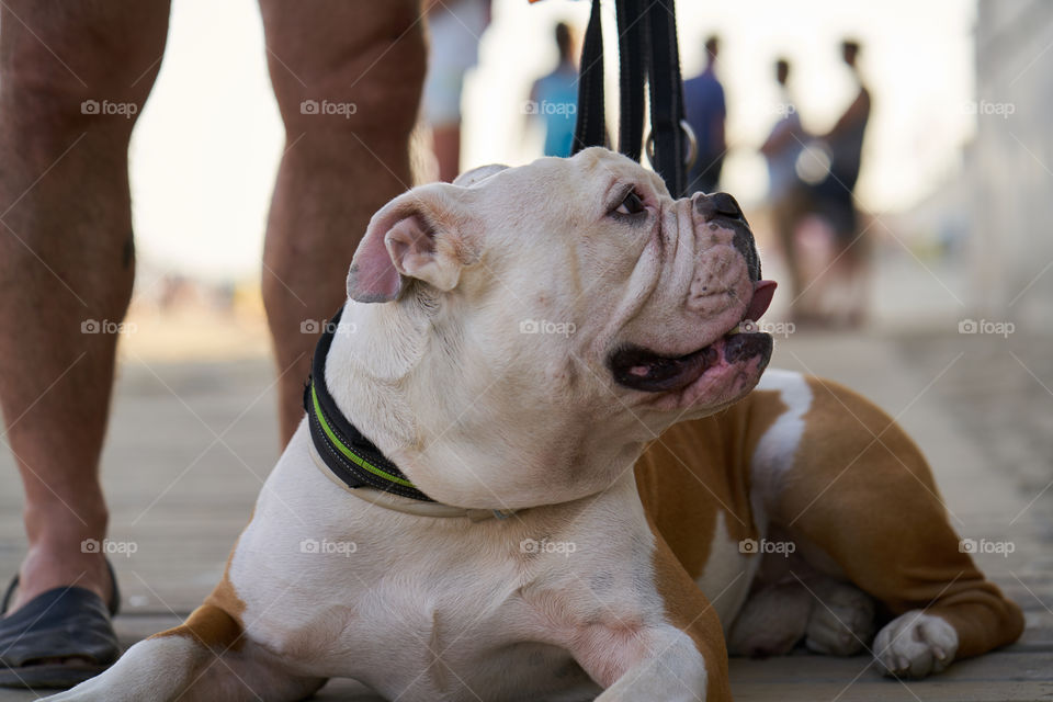 Bulldog inglés blanco