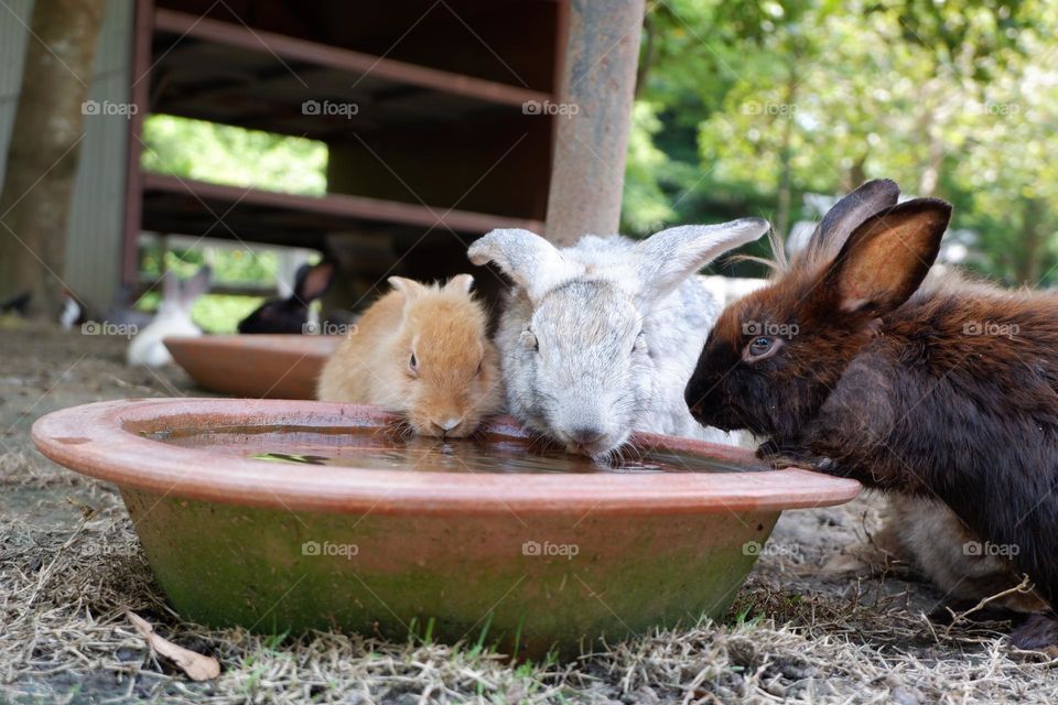 The activities of the rabbit and his friends include eating, walking.