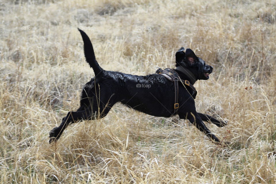 Raw unedited no edit editing black lab dog pup Labrador no people outdoors running playing having fun love life good vibes pet animal nature jump jumping happy doggy ears harness excitement exploring traveling Adventure tall grass weeds field cute 