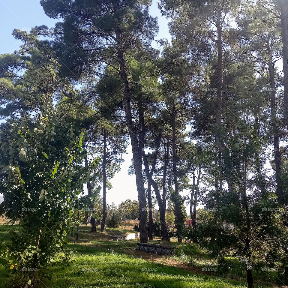 Trees in a park in fall