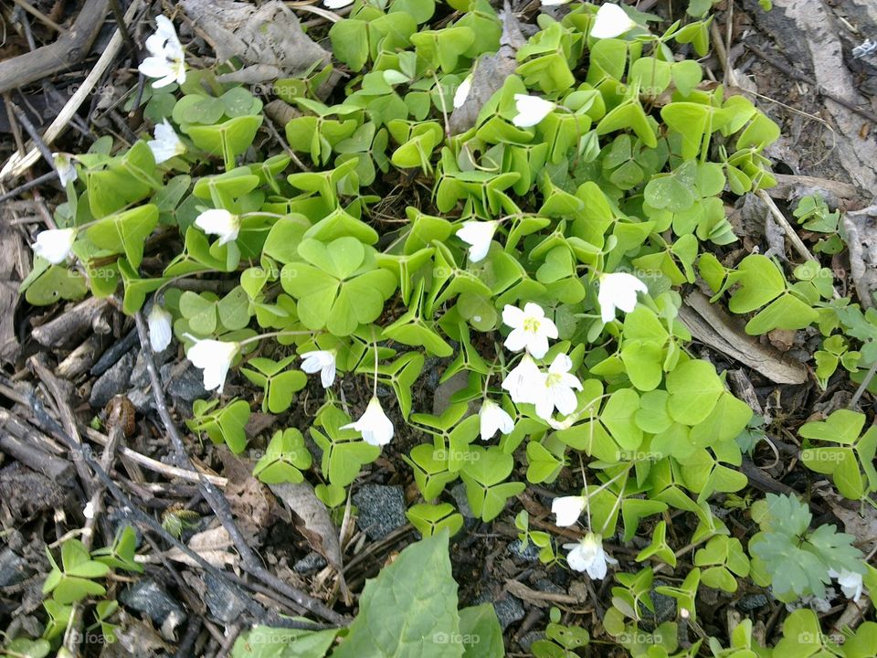 Spring flower in Sweden!