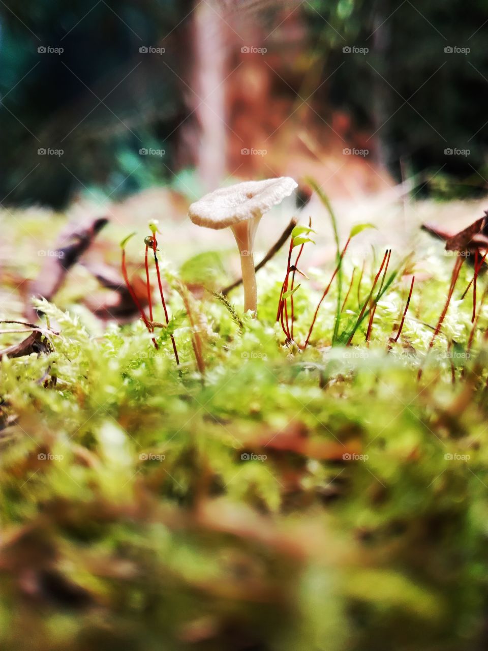 mushroom, champignon