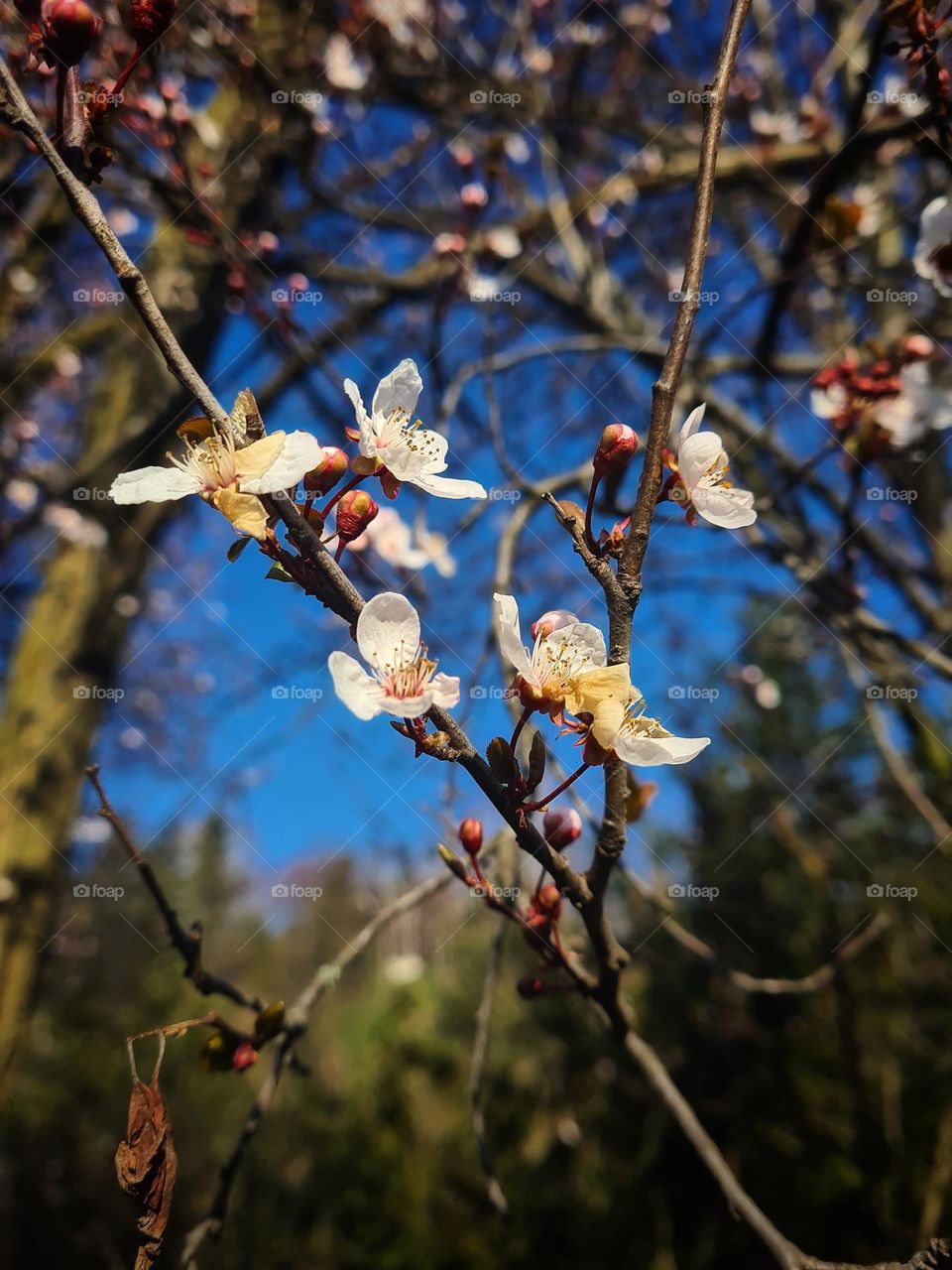 flowers