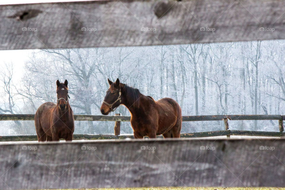 Two horses standing in front of fence