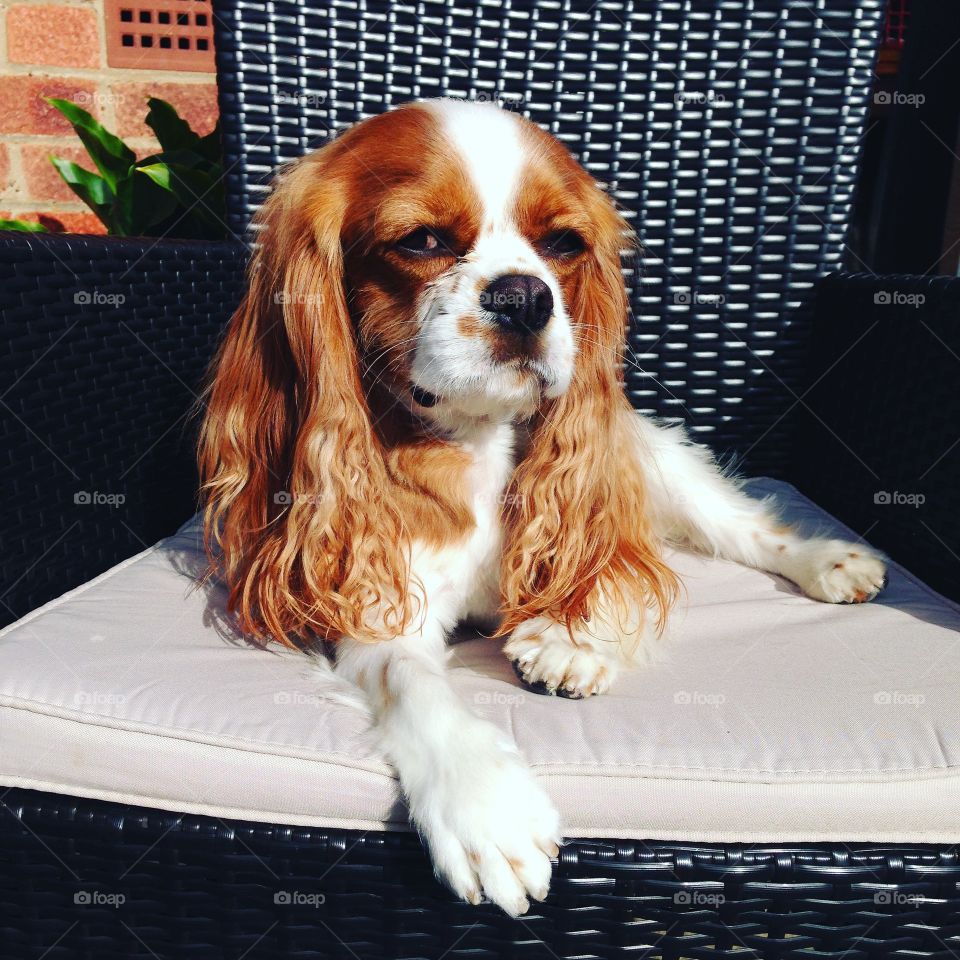 Male cavalier King Charles relaxing in the sun 