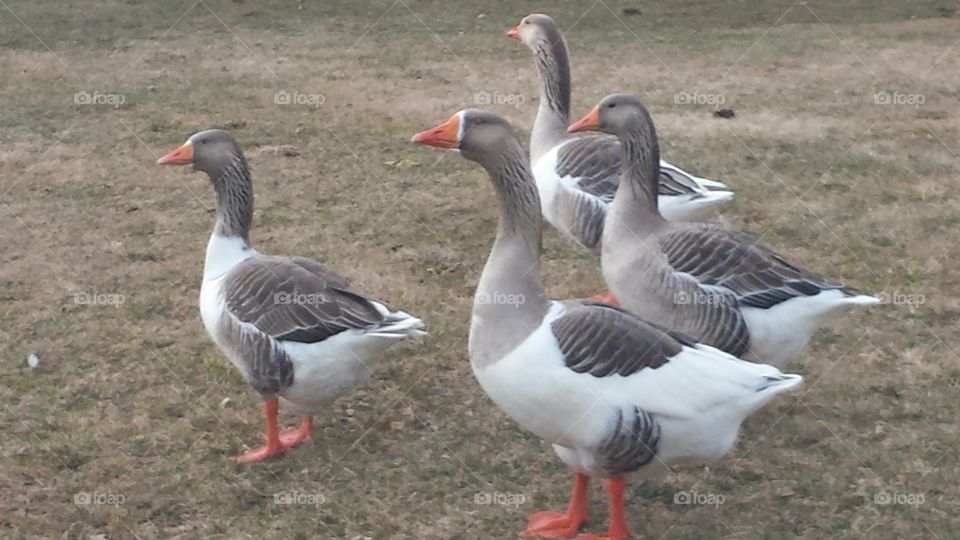 Geese on a Walk. Geese on a trail in Wisconsin