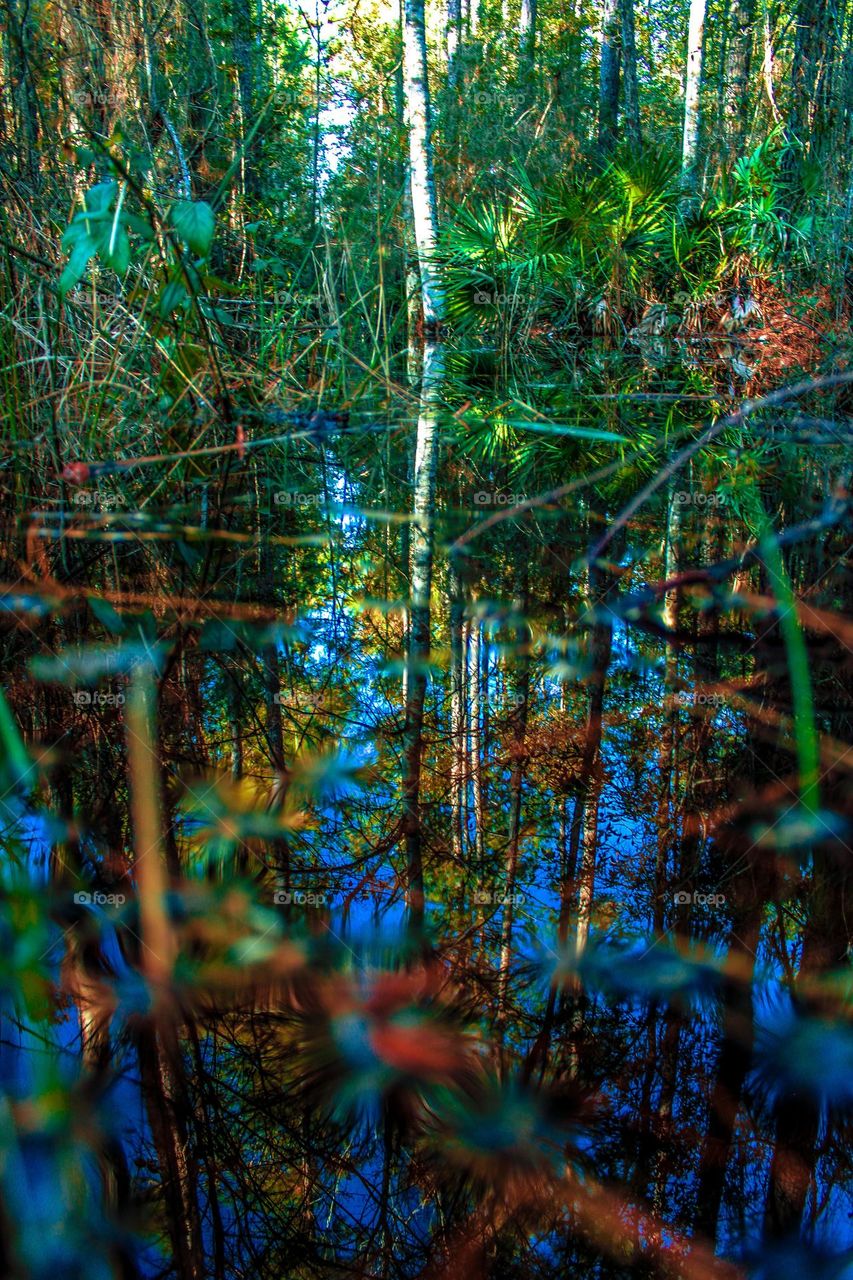 Reflection in the water 